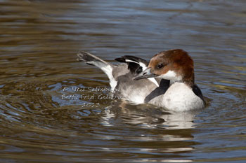 Wild Bird Images by Betty Fold Gallery